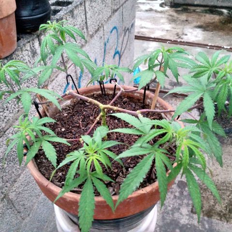 MK 1 growlog timeline photo