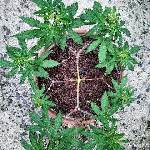 MK 1 growlog timeline photo