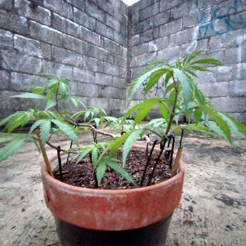MK 1 growlog timeline photo