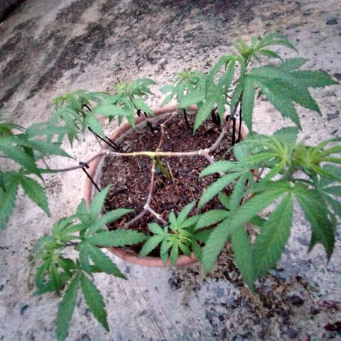 MK 1 growlog timeline photo