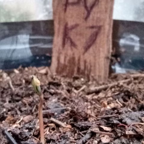 PYK  growlog timeline photo
