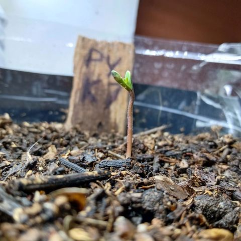 PYK  growlog timeline photo