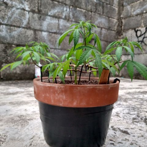 MK 1 growlog timeline photo