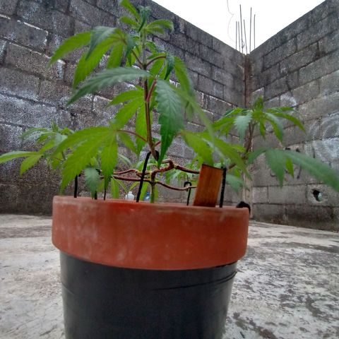 MK 1 growlog timeline photo