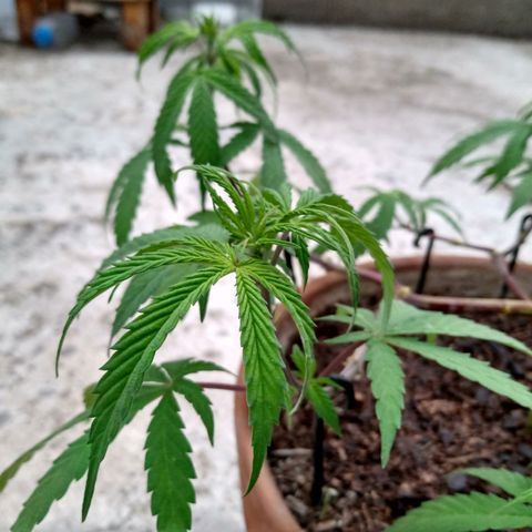 MK 1 growlog timeline photo