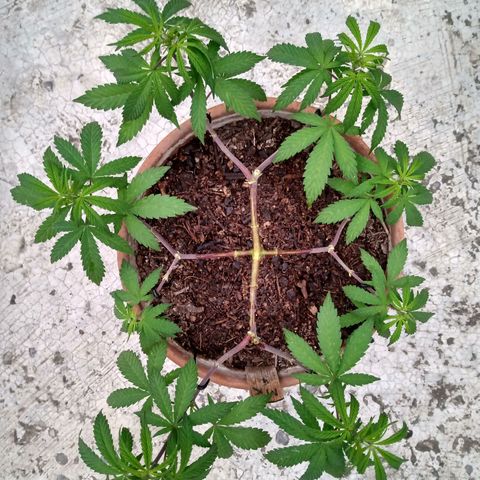 MK 1 growlog timeline photo