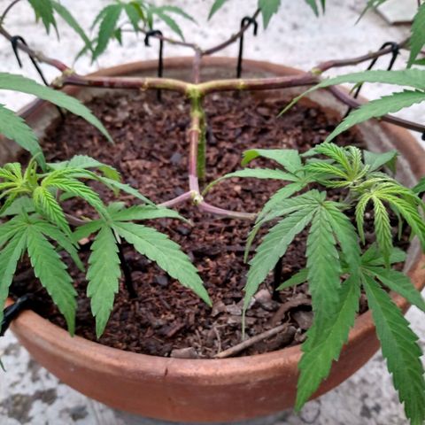MK 1 growlog timeline photo