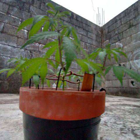 MK 1 growlog timeline photo