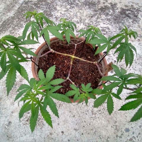 MK 1 growlog timeline photo