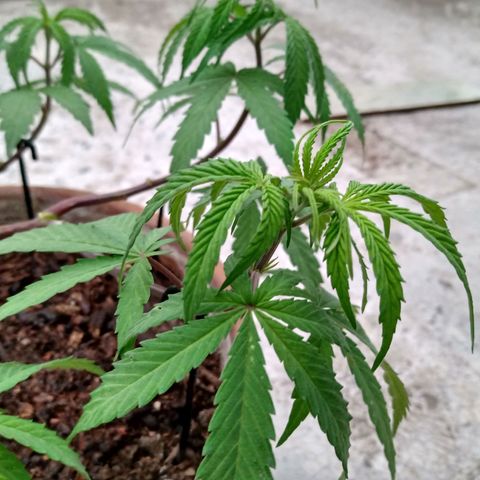 MK 1 growlog timeline photo