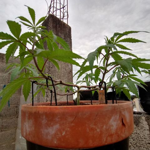 MK 1 growlog timeline photo