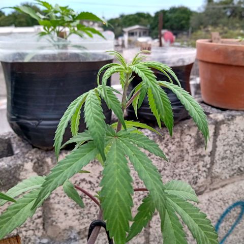 MK 1 growlog timeline photo