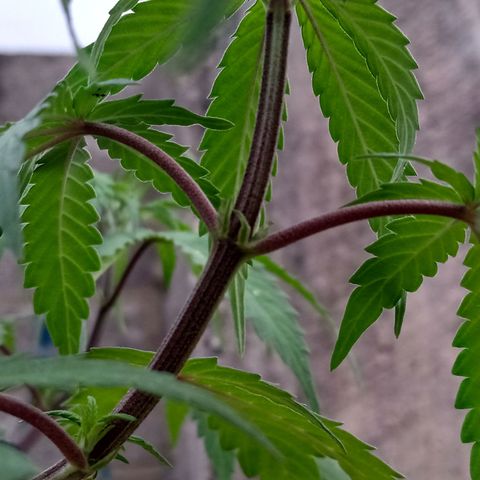 MK 1 growlog timeline photo
