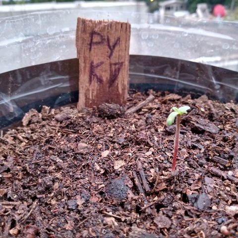 PYK  growlog timeline photo