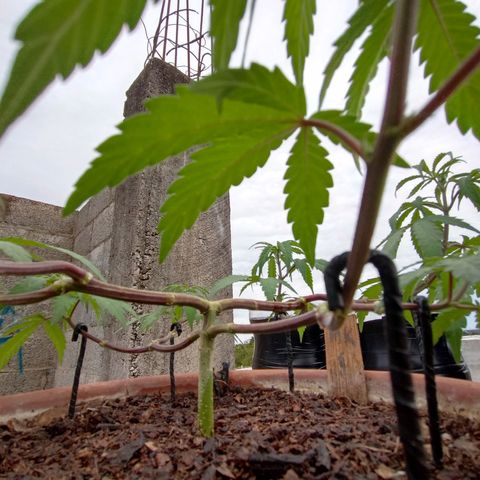 MK 1 growlog timeline photo