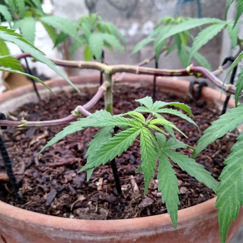 MK 1 growlog timeline photo
