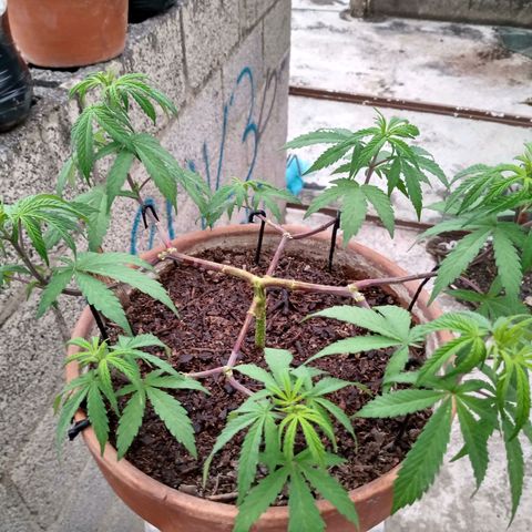 MK 1 growlog timeline photo