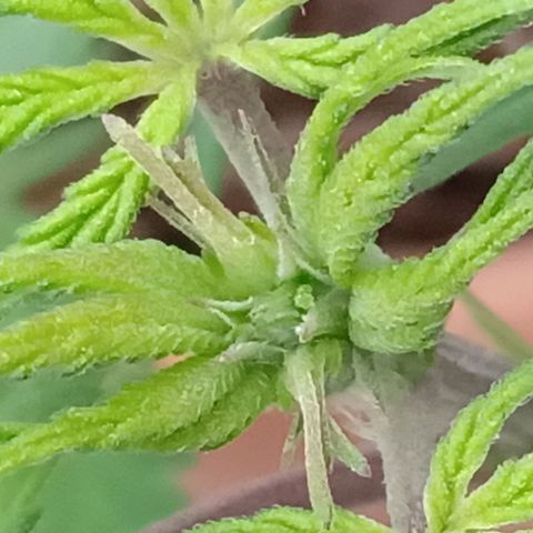 MK 1 growlog timeline photo