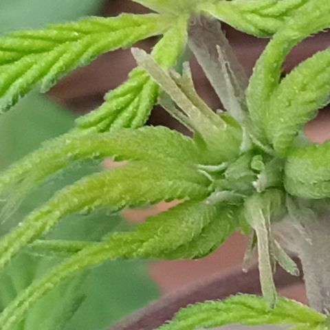MK 1 growlog timeline photo