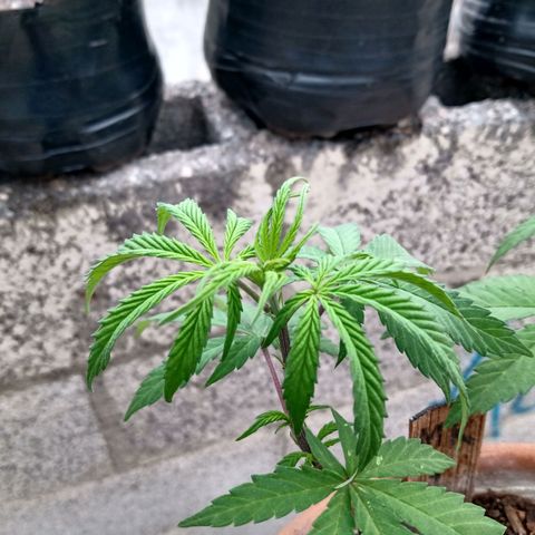 MK 1 growlog timeline photo