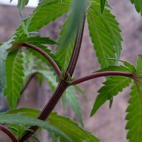 MK 1 growlog timeline photo