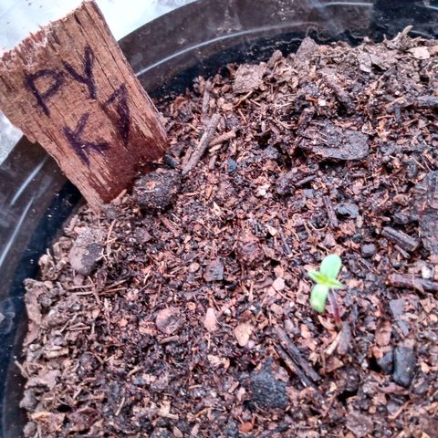 PYK  growlog timeline photo