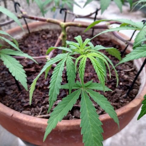 MK 1 growlog timeline photo