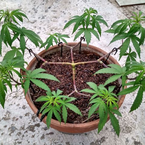 MK 1 growlog timeline photo