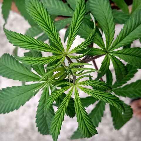 MK 1 growlog timeline photo