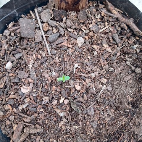 PYK  growlog timeline photo