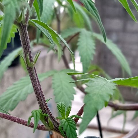 MK 1 growlog timeline photo