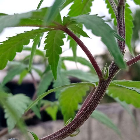 MK 1 growlog timeline photo