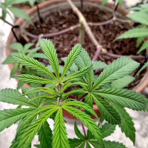 MK 1 growlog timeline photo