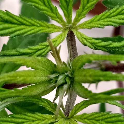 MK 1 growlog timeline photo