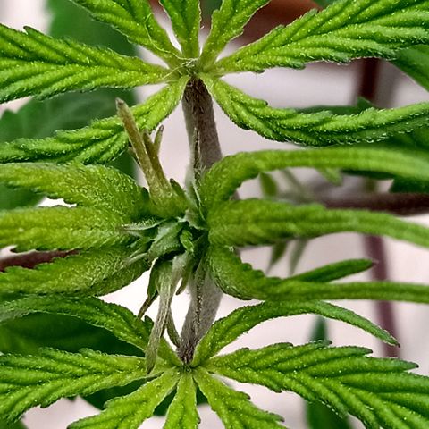 MK 1 growlog timeline photo