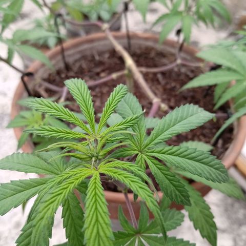 MK 1 growlog timeline photo