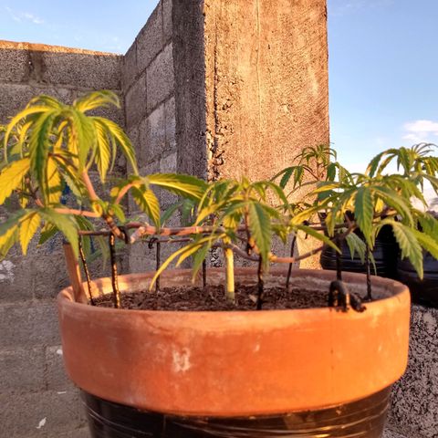MK 1 growlog photo: Sigue triste ojalá el sol la aliviane