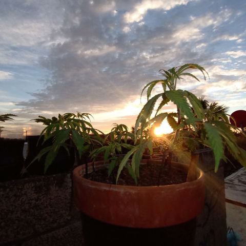 MK 1 growlog photo: Sigue triste ojalá el sol la aliviane
