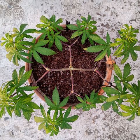 MK 1 growlog photo: Sigue triste ojalá el sol la aliviane