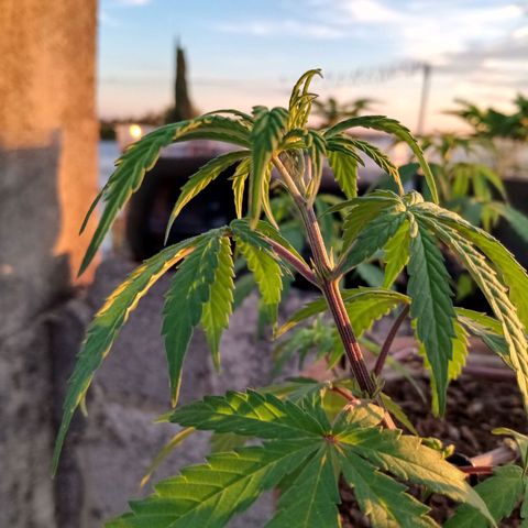 MK 1 growlog photo: Sigue triste ojalá el sol la aliviane
