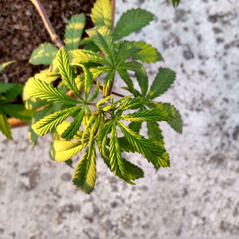 MK 1 growlog photo: Sigue triste ojalá el sol la aliviane