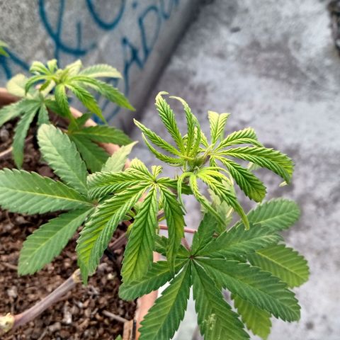 MK 1 growlog photo: Sigue triste ojalá se aliviane con el sol