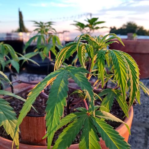 MK 1 growlog photo: Sigue triste ojalá el sol la aliviane