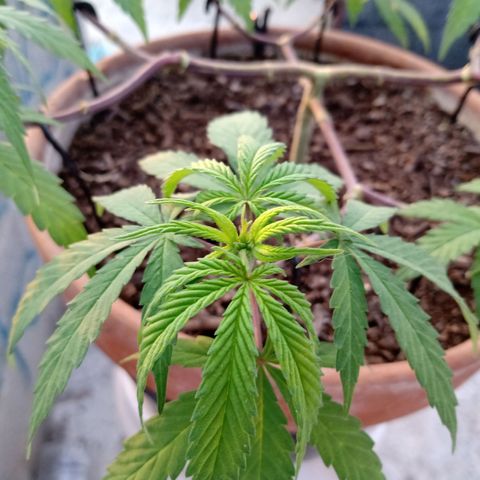 MK 1 growlog photo: Sigue triste ojalá se aliviane con el sol