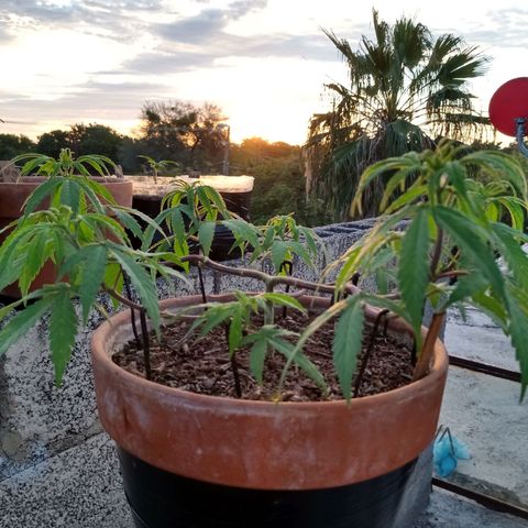 MK 1 growlog photo: Sigue triste ojalá se aliviane con el sol