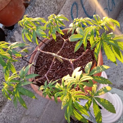 MK 1 growlog photo: Sigue triste ojalá se aliviane con el sol