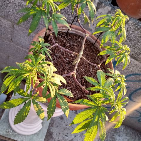 MK 1 growlog photo: Sigue triste ojalá se aliviane con el sol