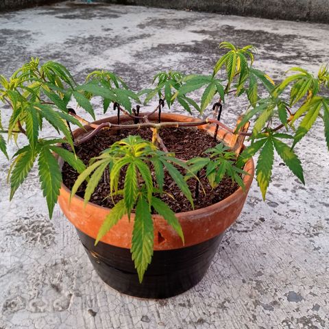 MK 1 growlog photo: Sigue triste ojalá el sol la aliviane