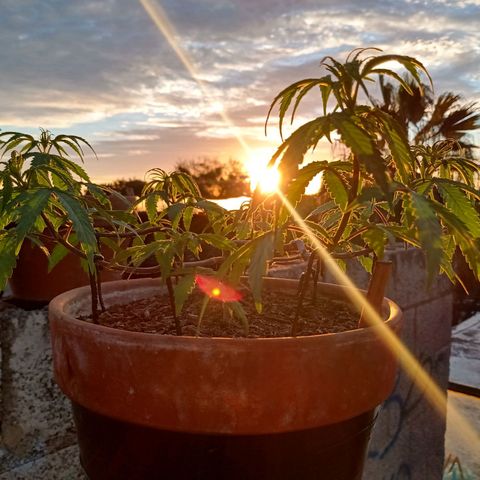 MK 1 growlog photo: Sigue triste ojalá se aliviane con el sol