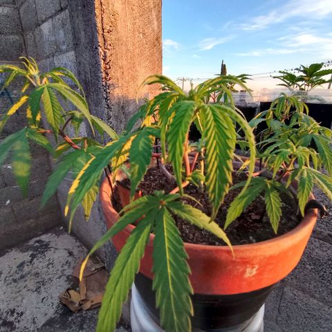 MK 1 growlog photo: Sigue triste ojalá el sol la aliviane